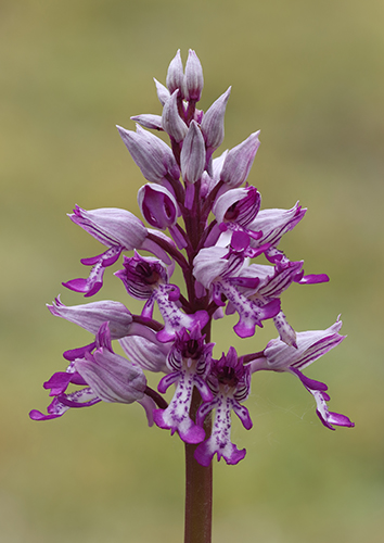 Orcchis militaris
